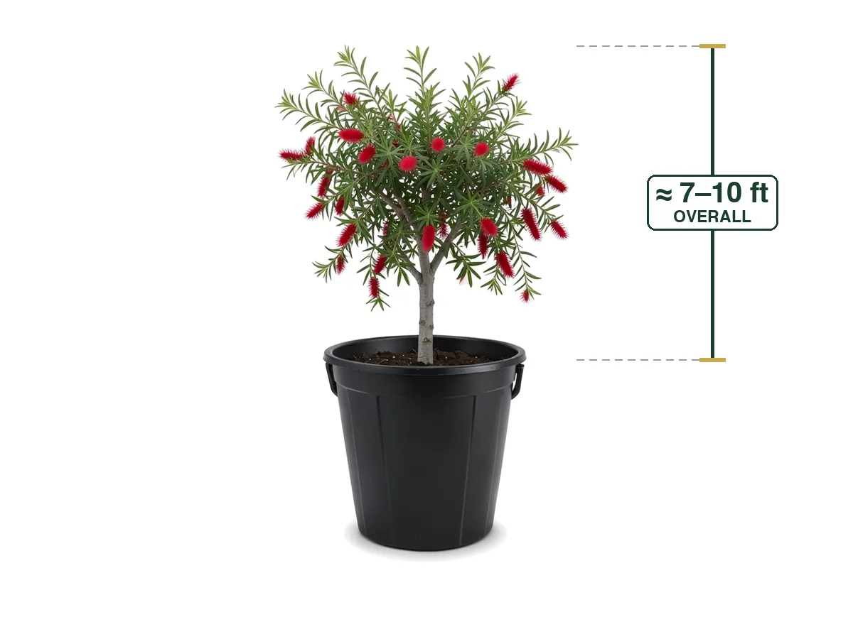 Bottle Brush Tree