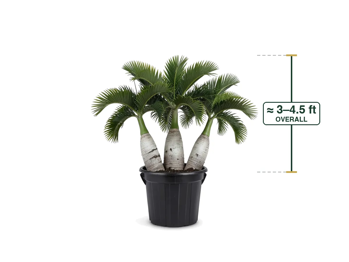 Bottle Palm Triple