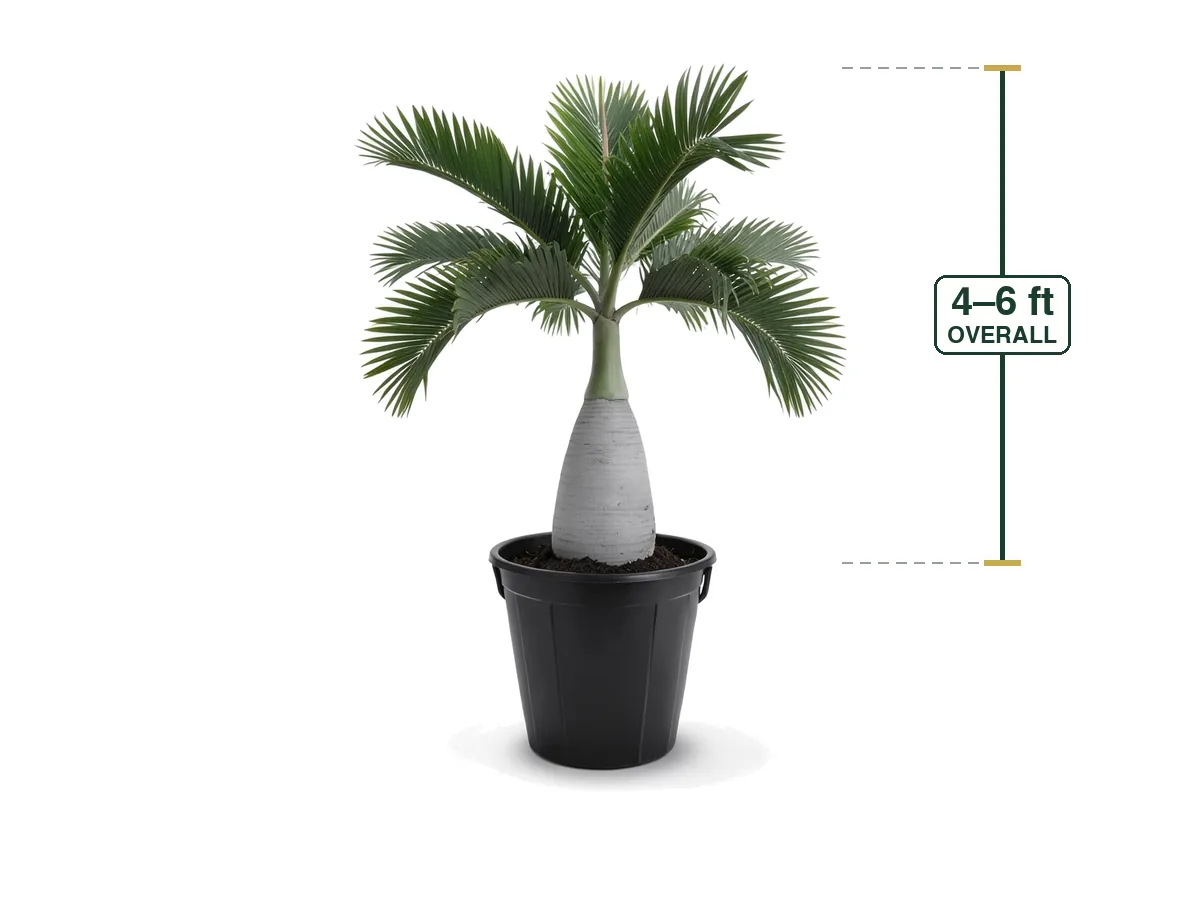 Bottle Palm