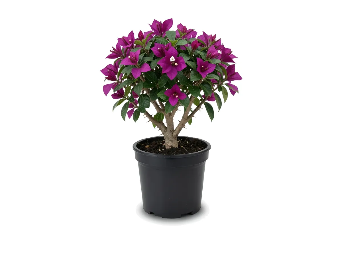 Bougainvillea Purple Bush
