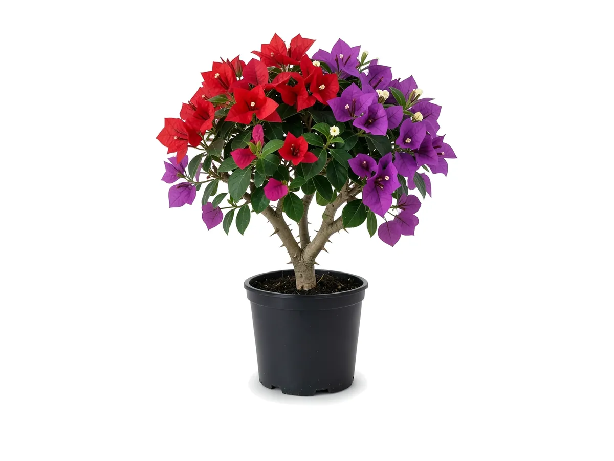 Bougainvillea Red & Purple