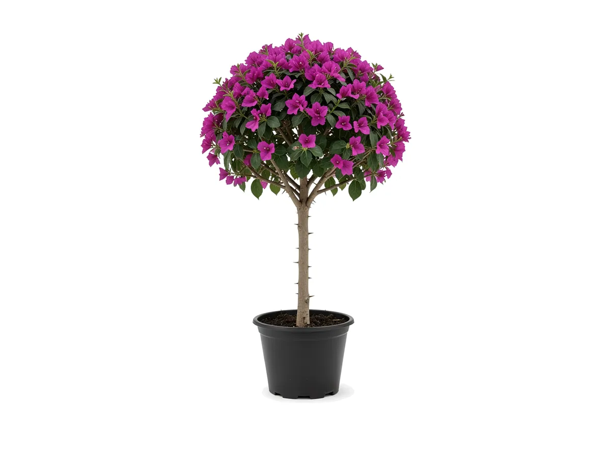 Bougainvillea Tree