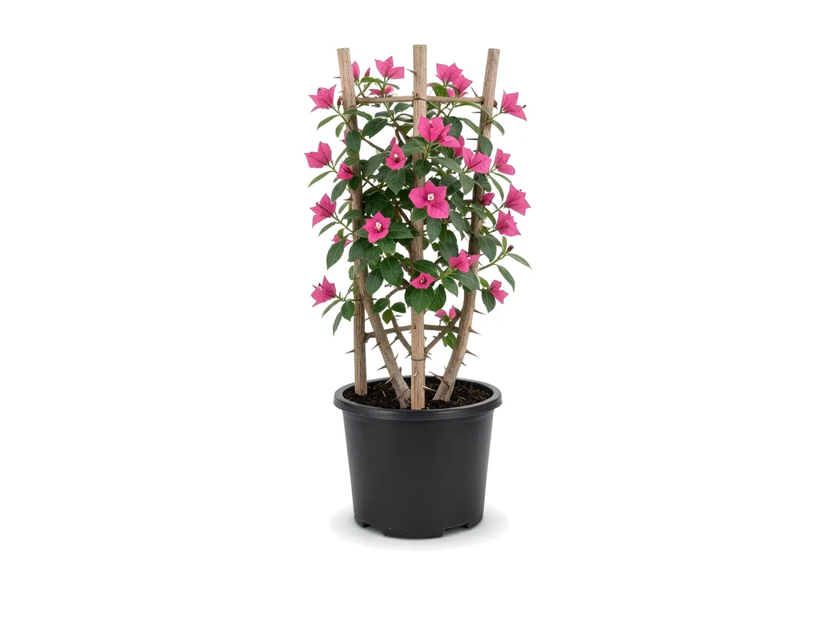 Bougainvillea Trellis Pink