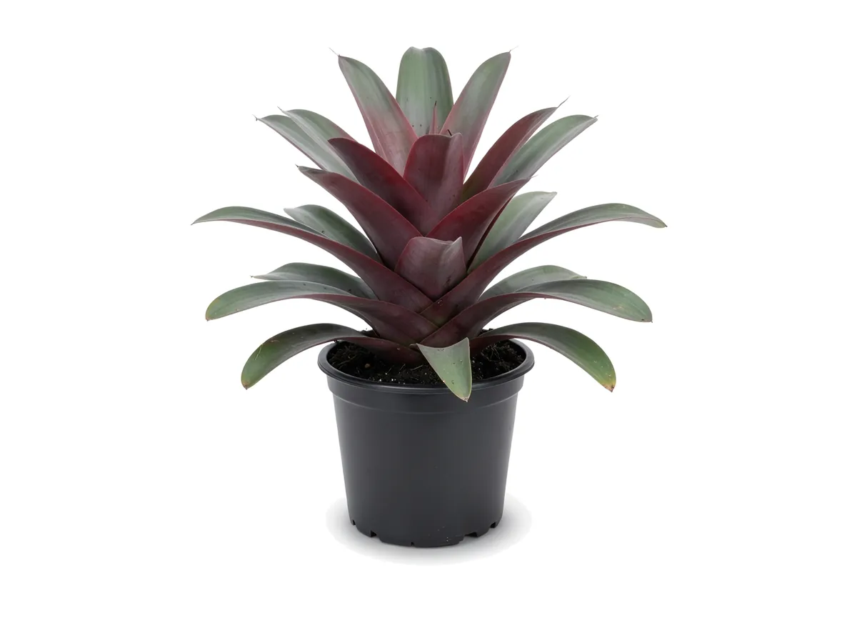 Bromeliad Imperial