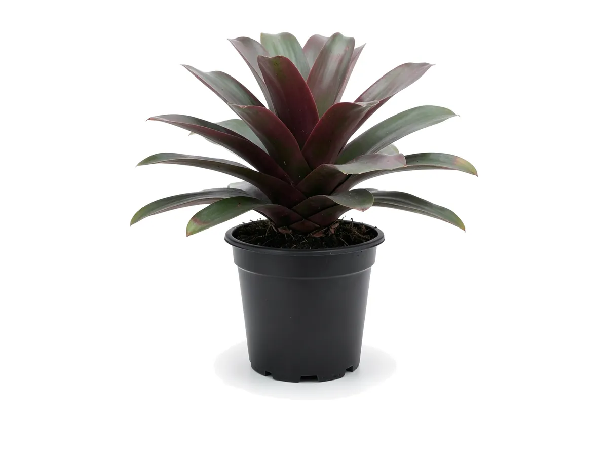 Bromeliad Raspberry