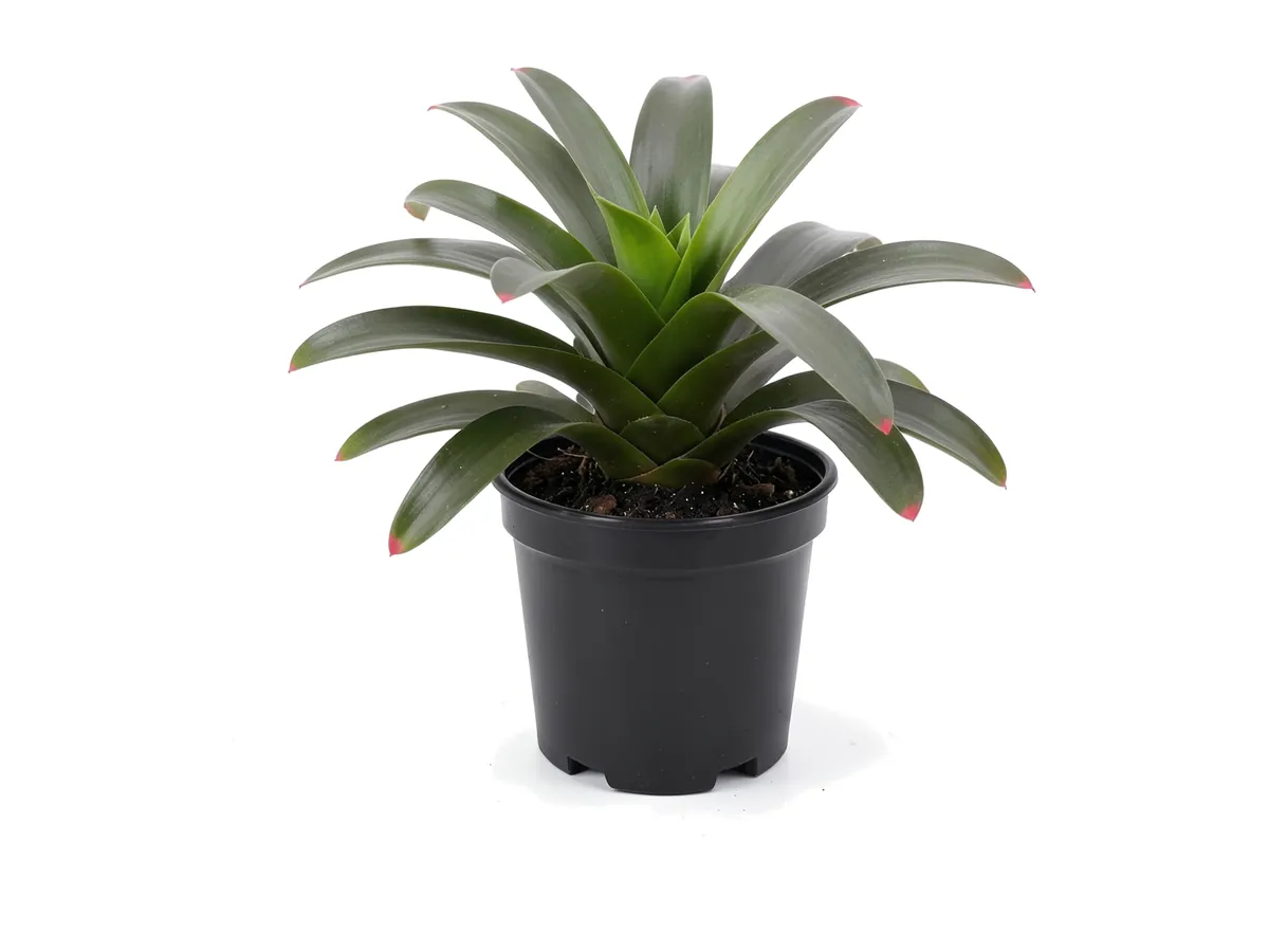 Bromeliad Red Tip