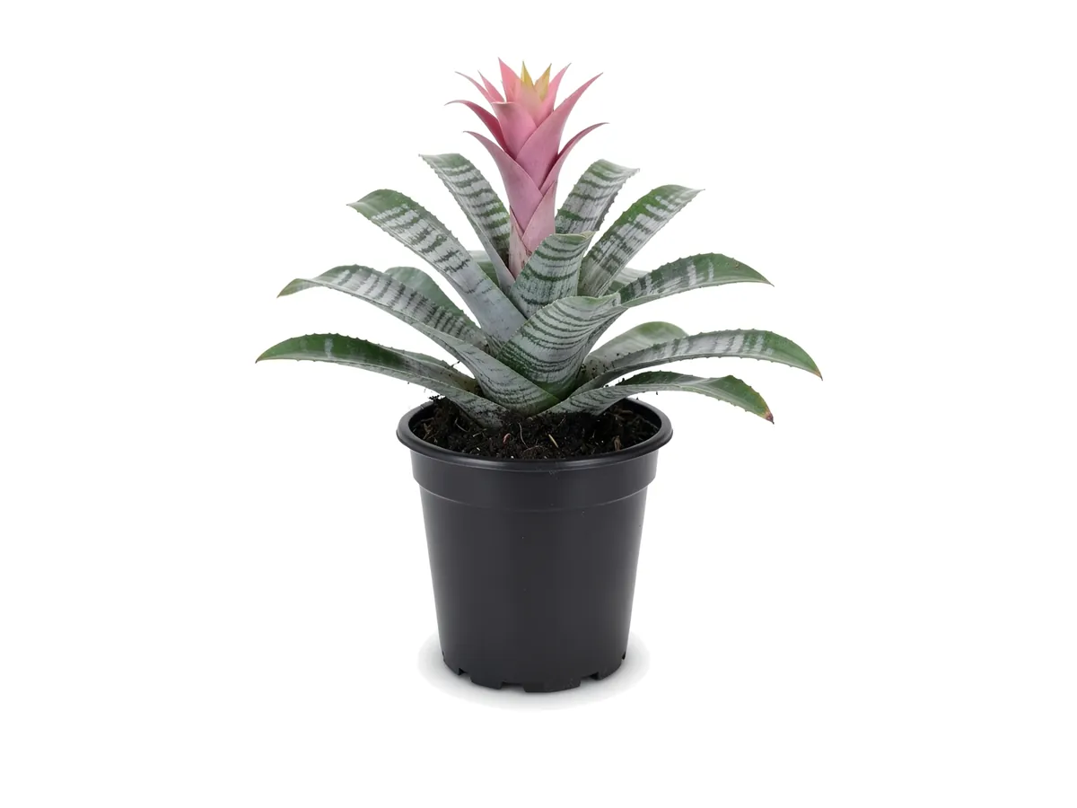 Bromeliad