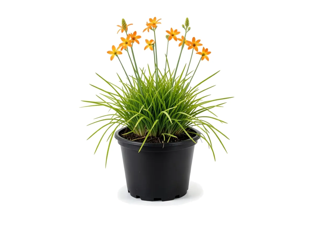 Bulbine