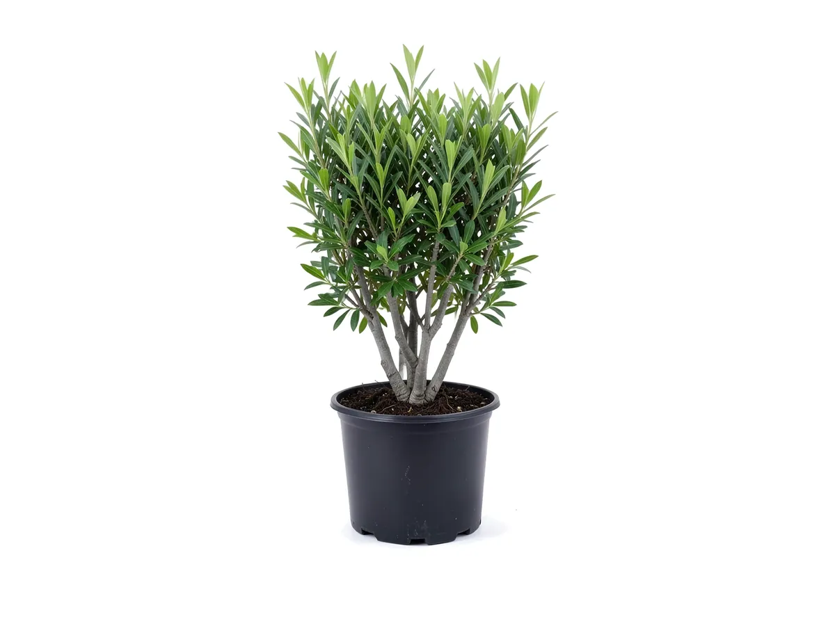 Buttonwood Green