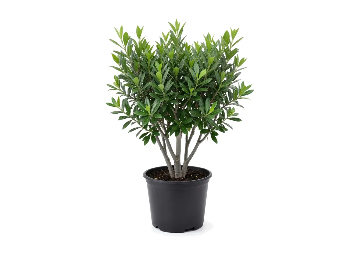 Green Buttonwood