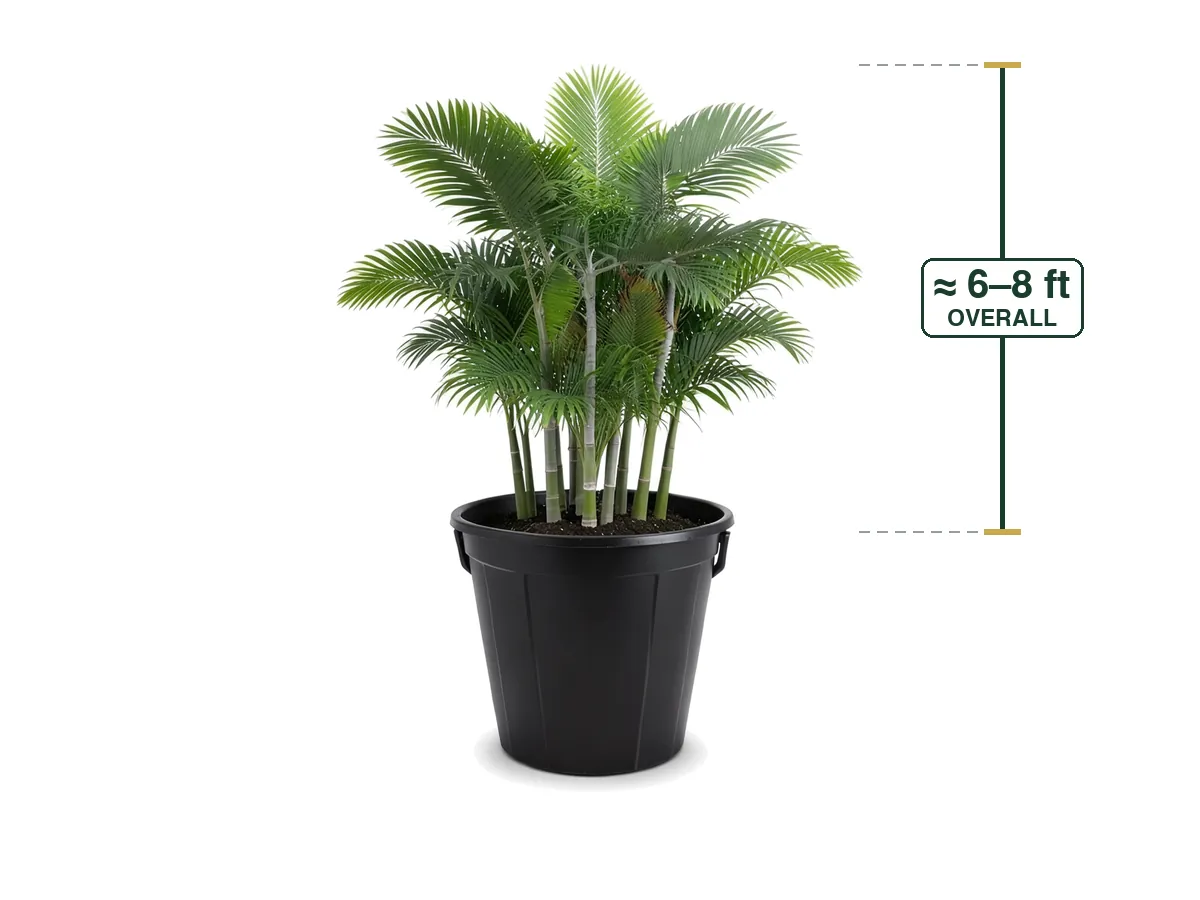 Cabada Palm
