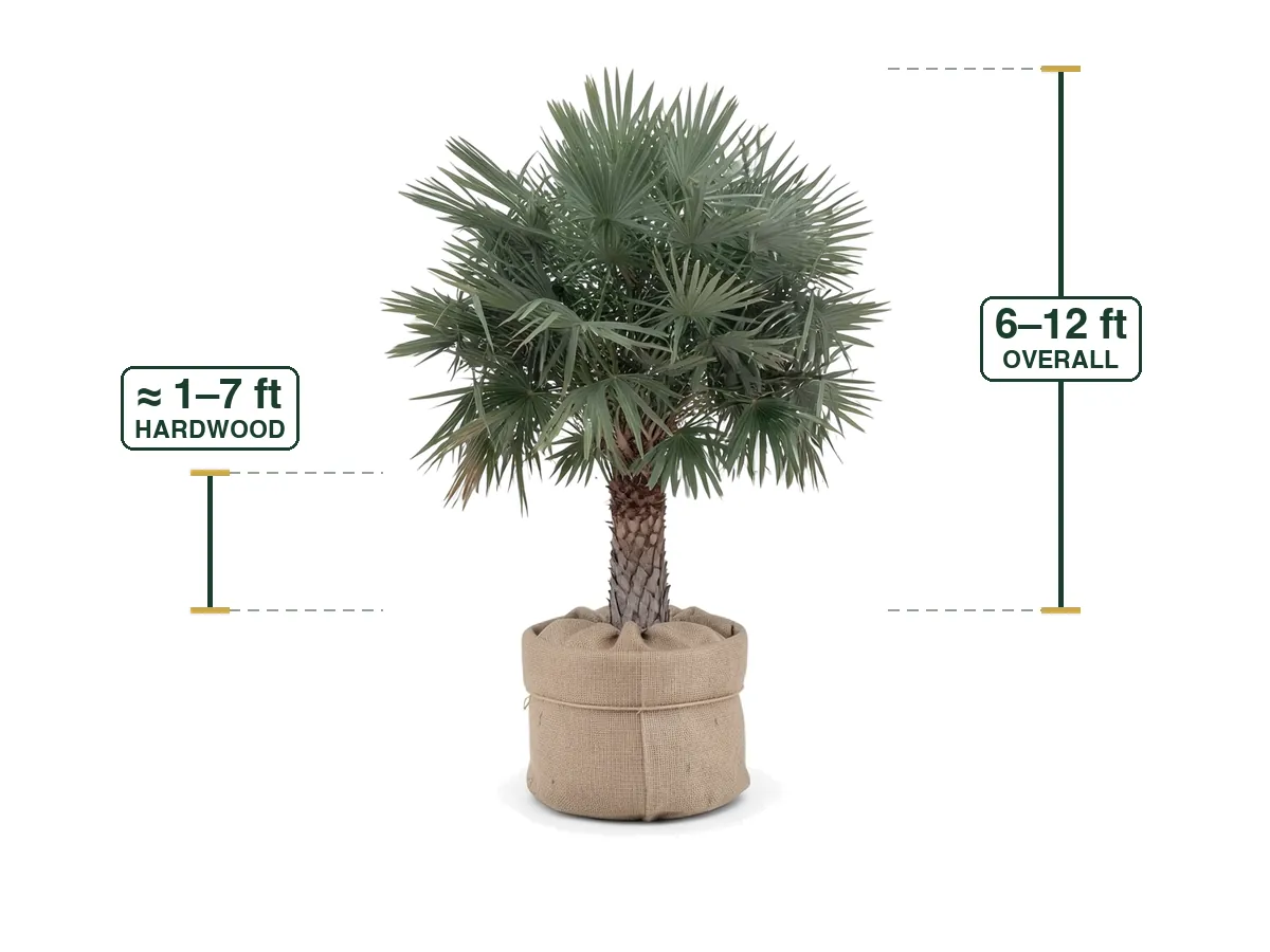 Caranday Palm