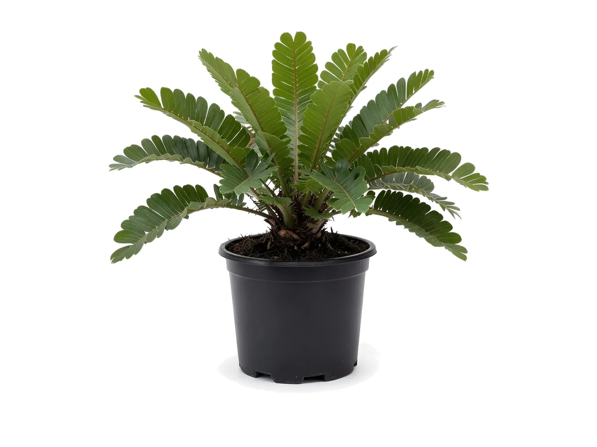 Cardboard Palm