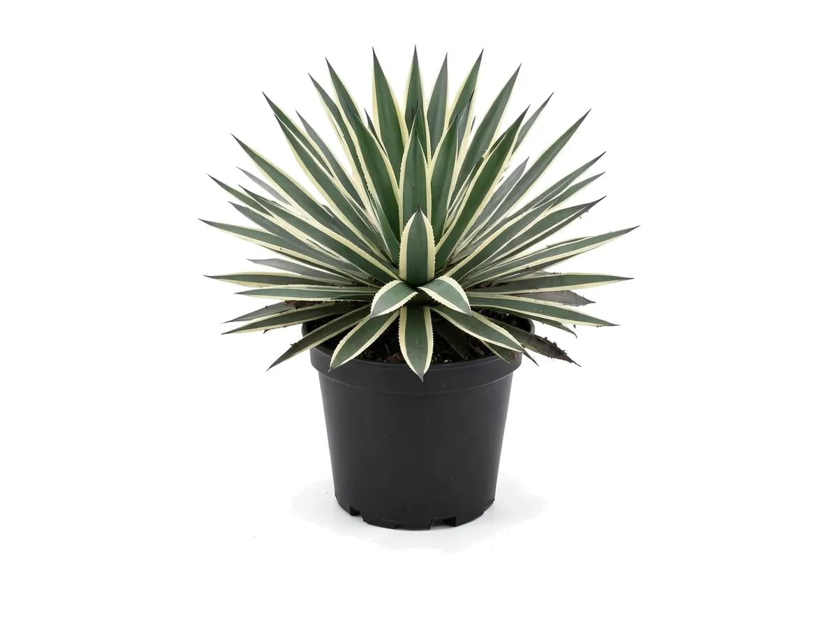 Caribbean Agave