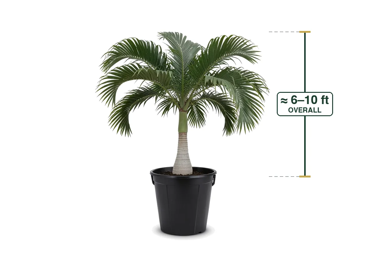Carpoxylon Palm