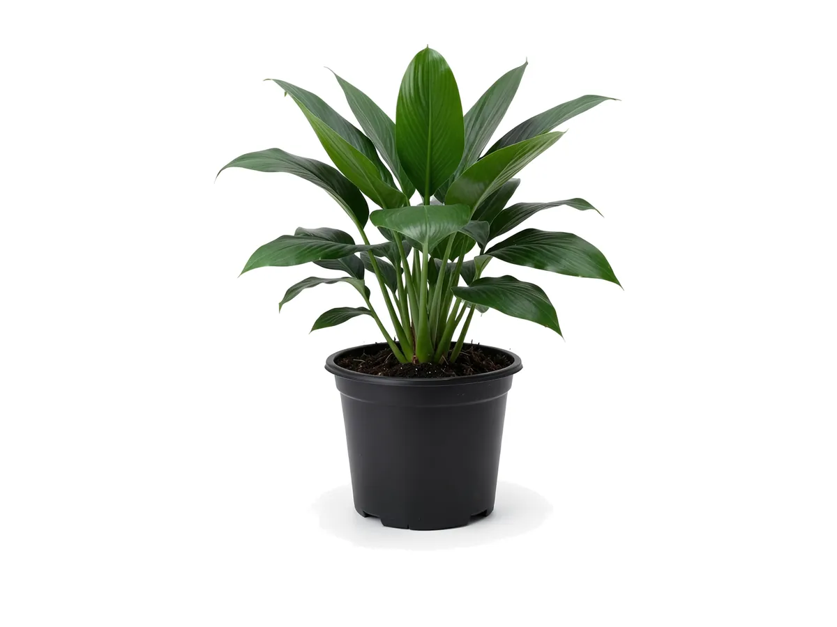 Cast Iron Plant
