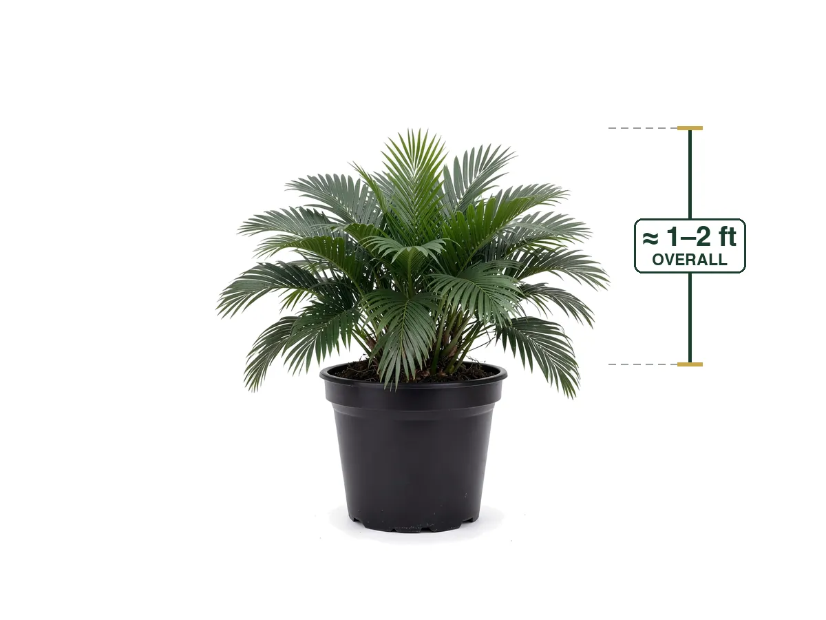 Cat Palm