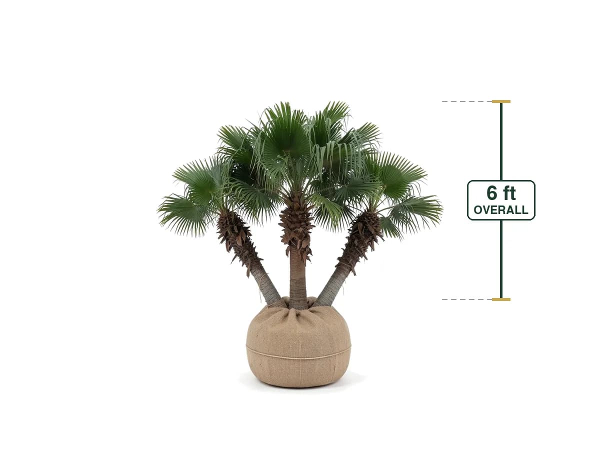 Chinese Fan Palm Multi-Trunk