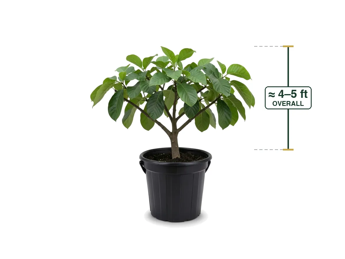 Chirimoya (Custard Apple)