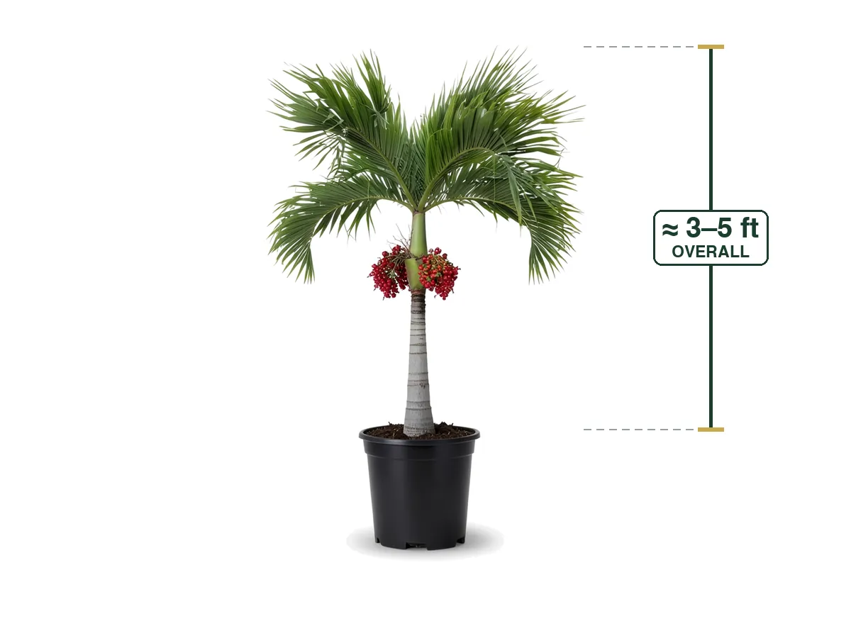 Christmas Palm