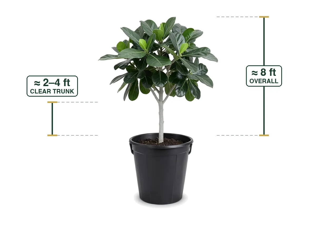 Clusia Tree