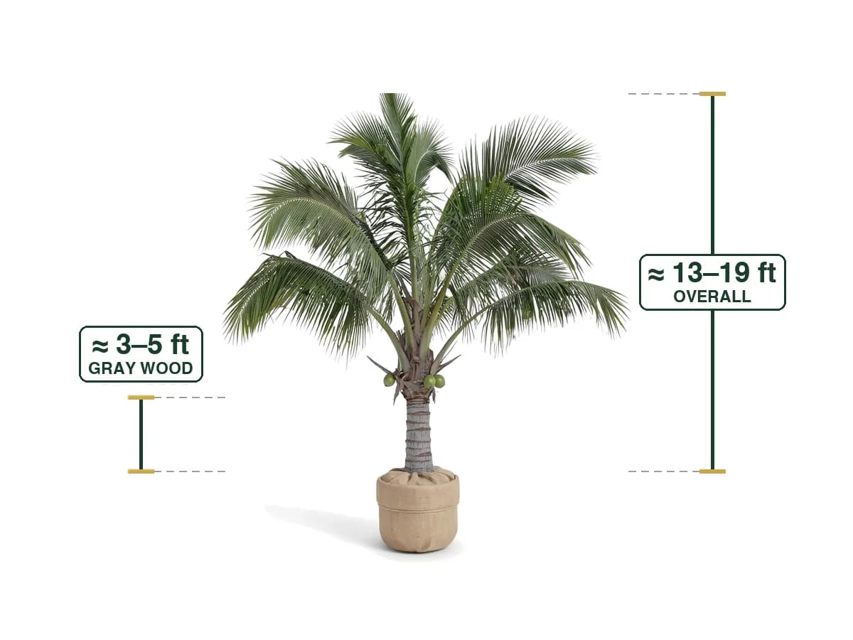 Coconut Palm