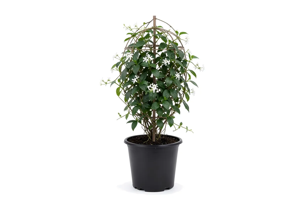 Confederate Jasmine Trellis