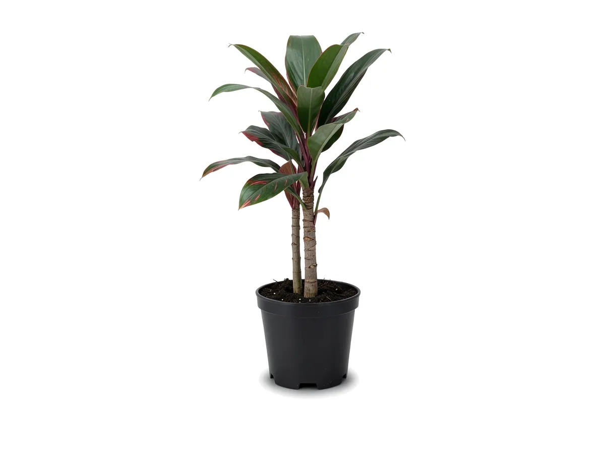Cordyline
