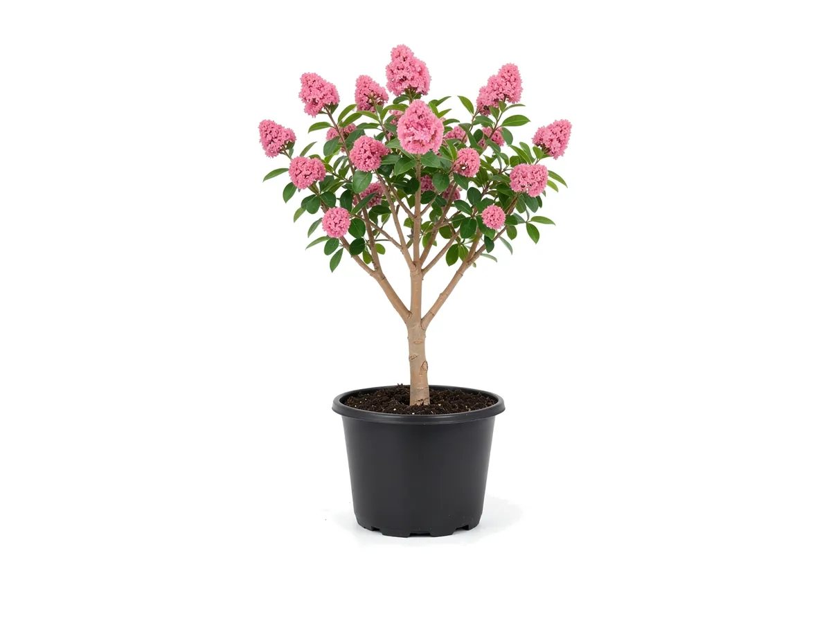 Crape Myrtle