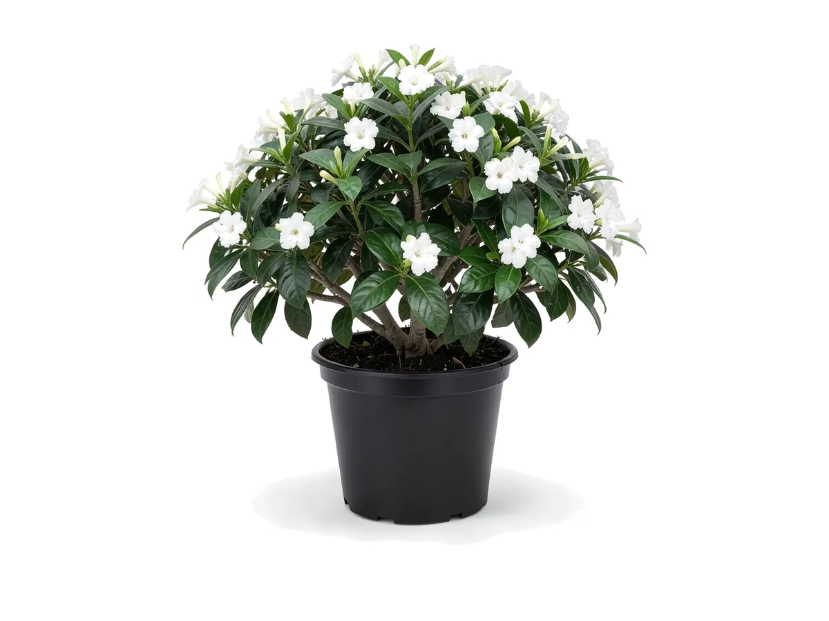 Crepe Jasmine