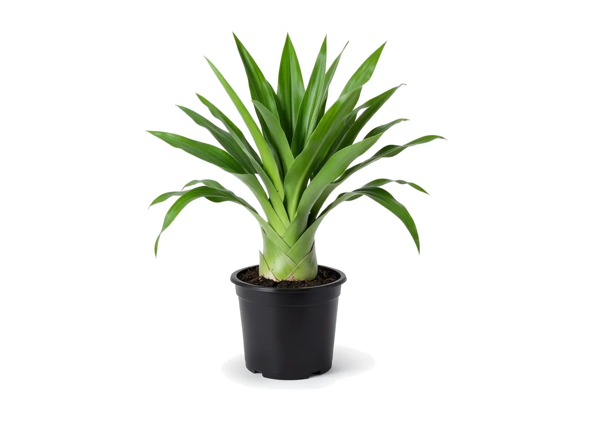 Crinum Lily