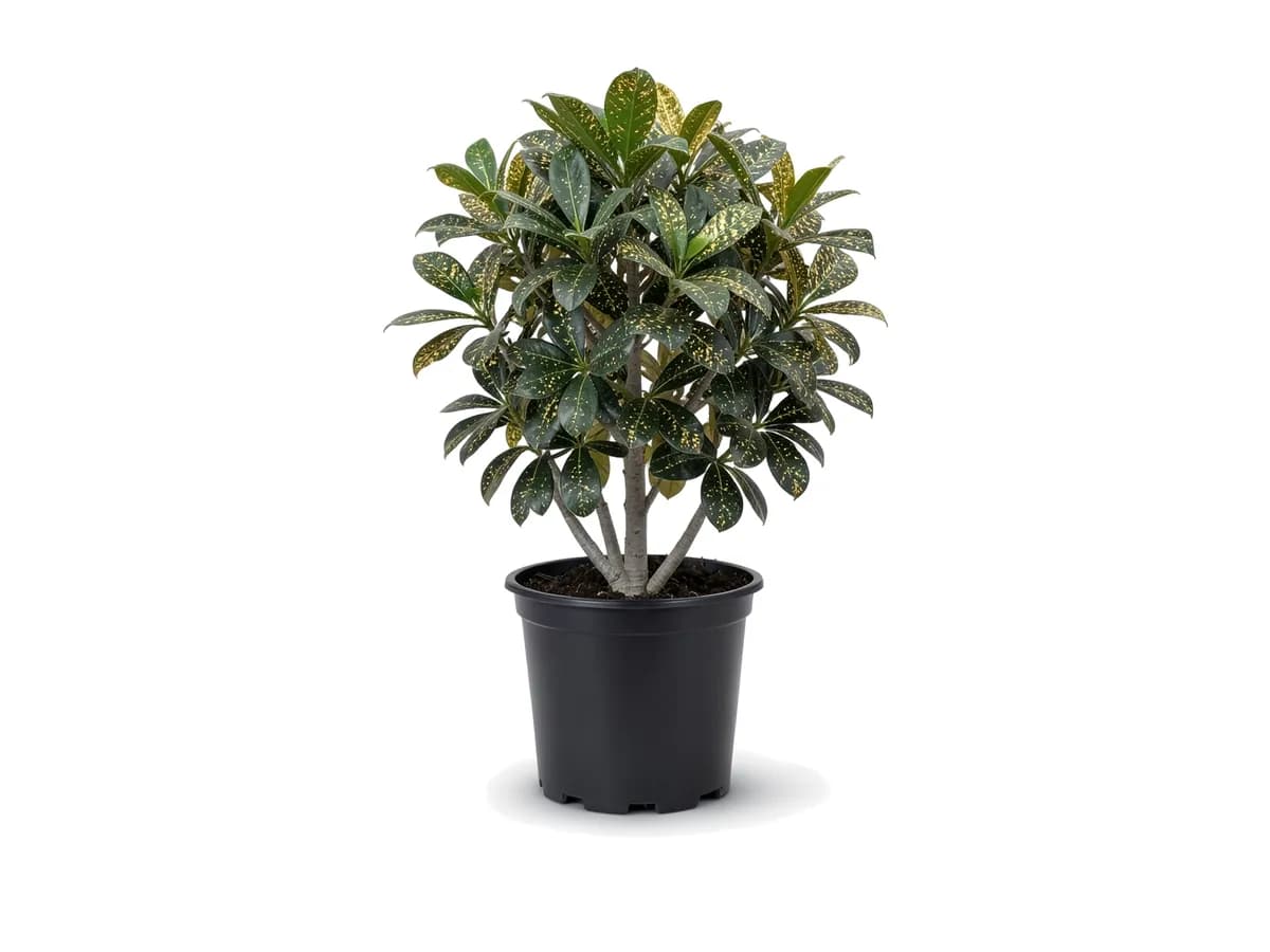 Croton Gold Dust