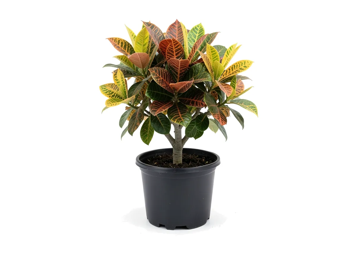 Croton Magnificent