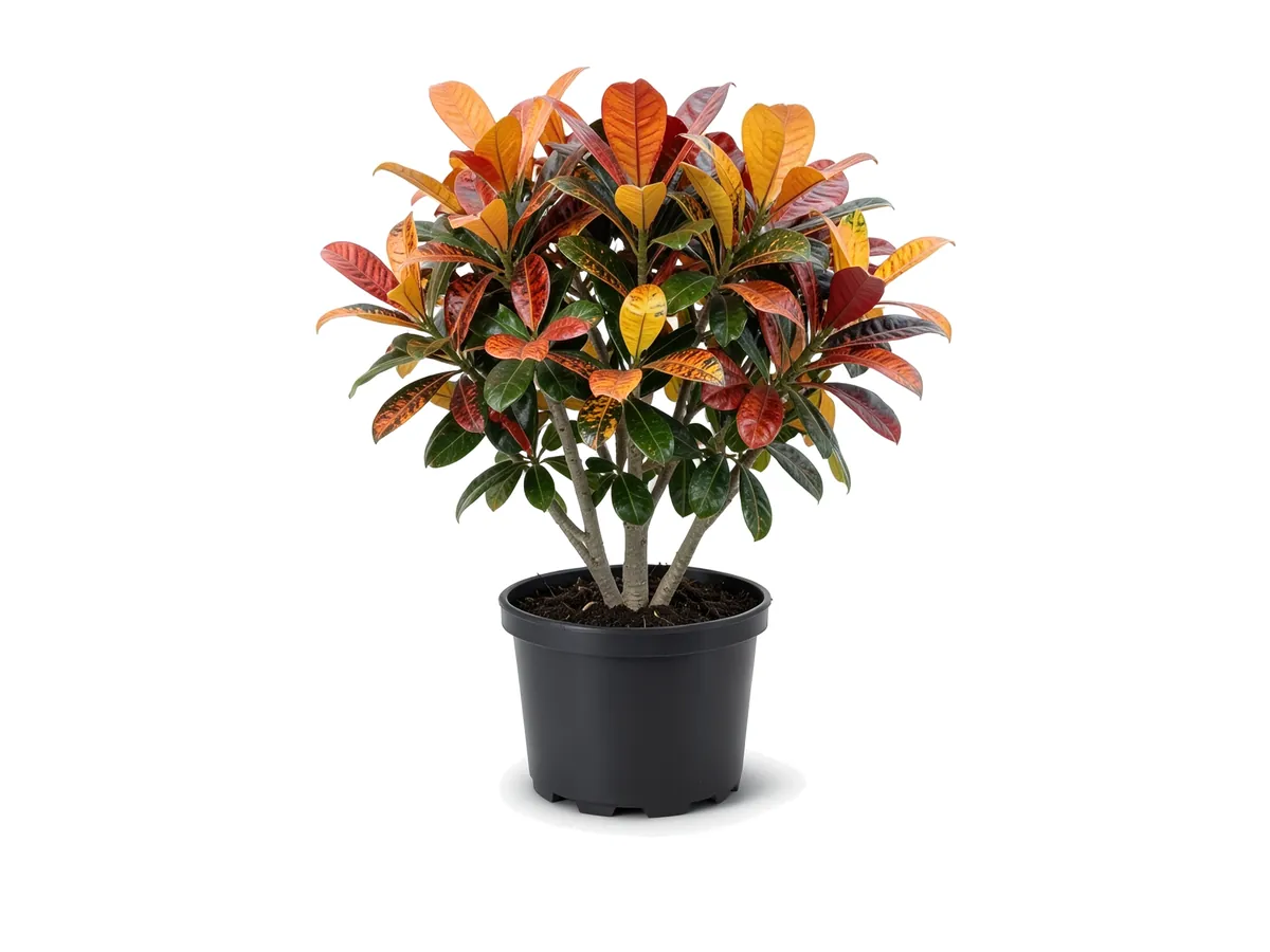 Croton Mamey
