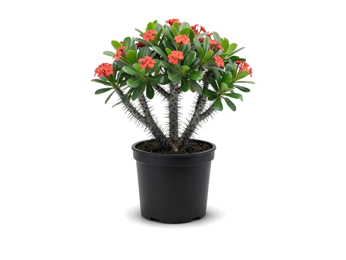 Crown of Thorns
