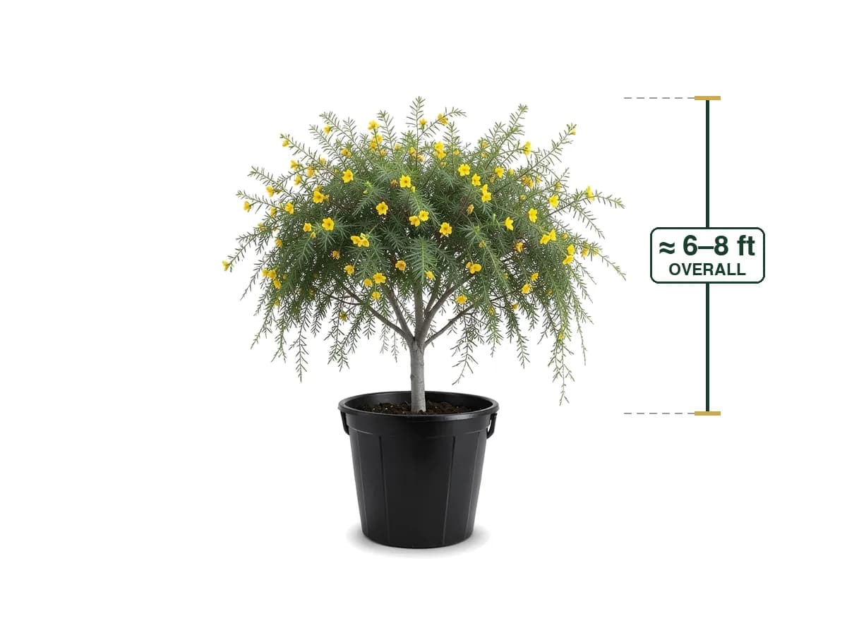 Desert Cassia