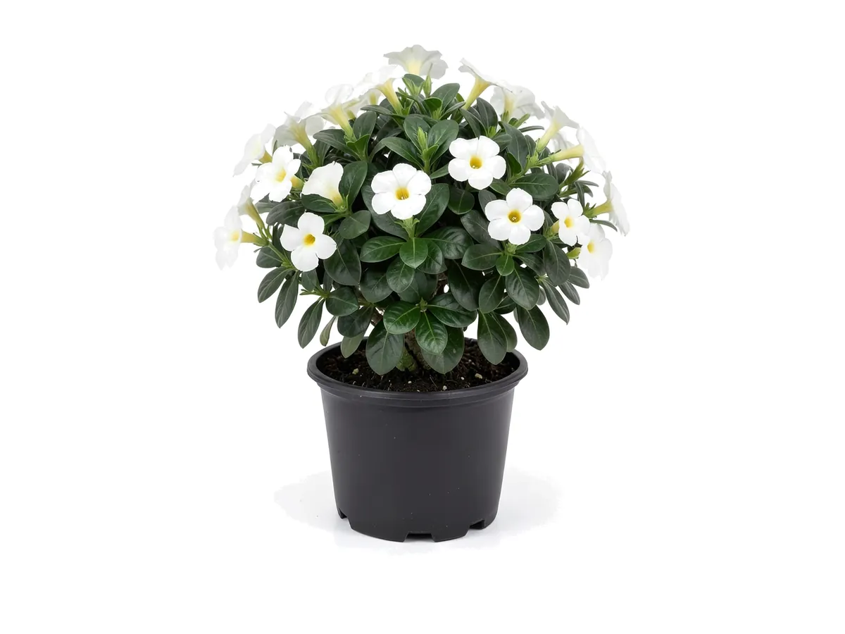 Dipladenia Madina White