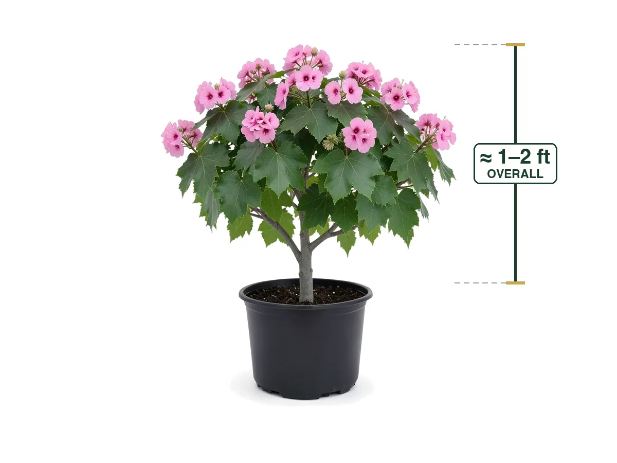 Dombeya Seminole