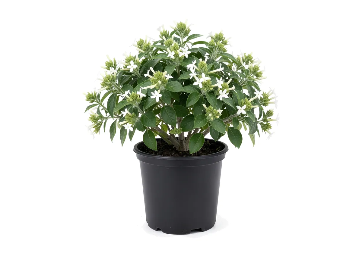 Downy Jasmine