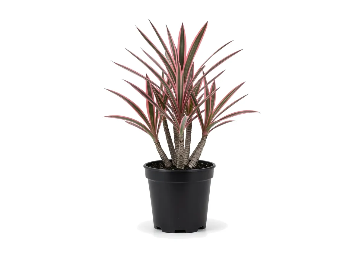 Dracaena Colorama Pink