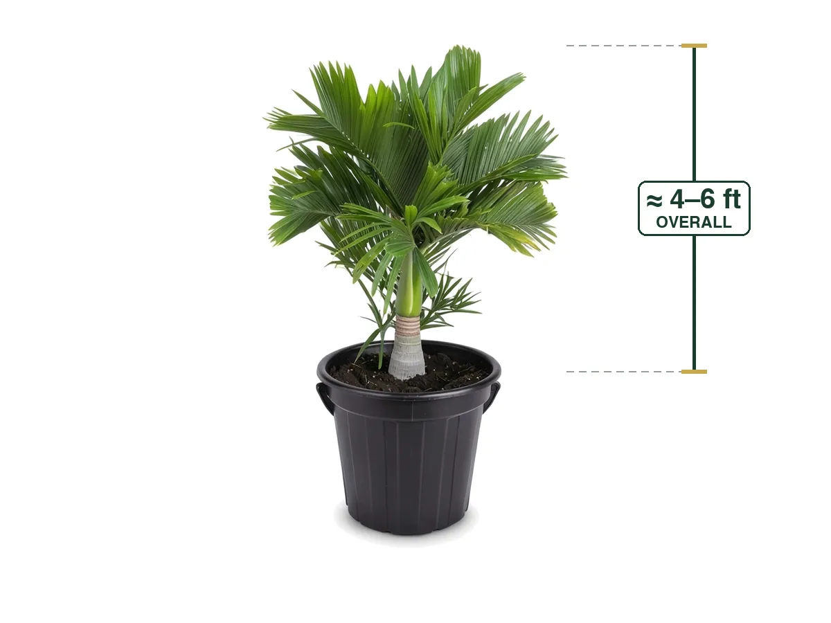 Dwarf Betel Nut Palm