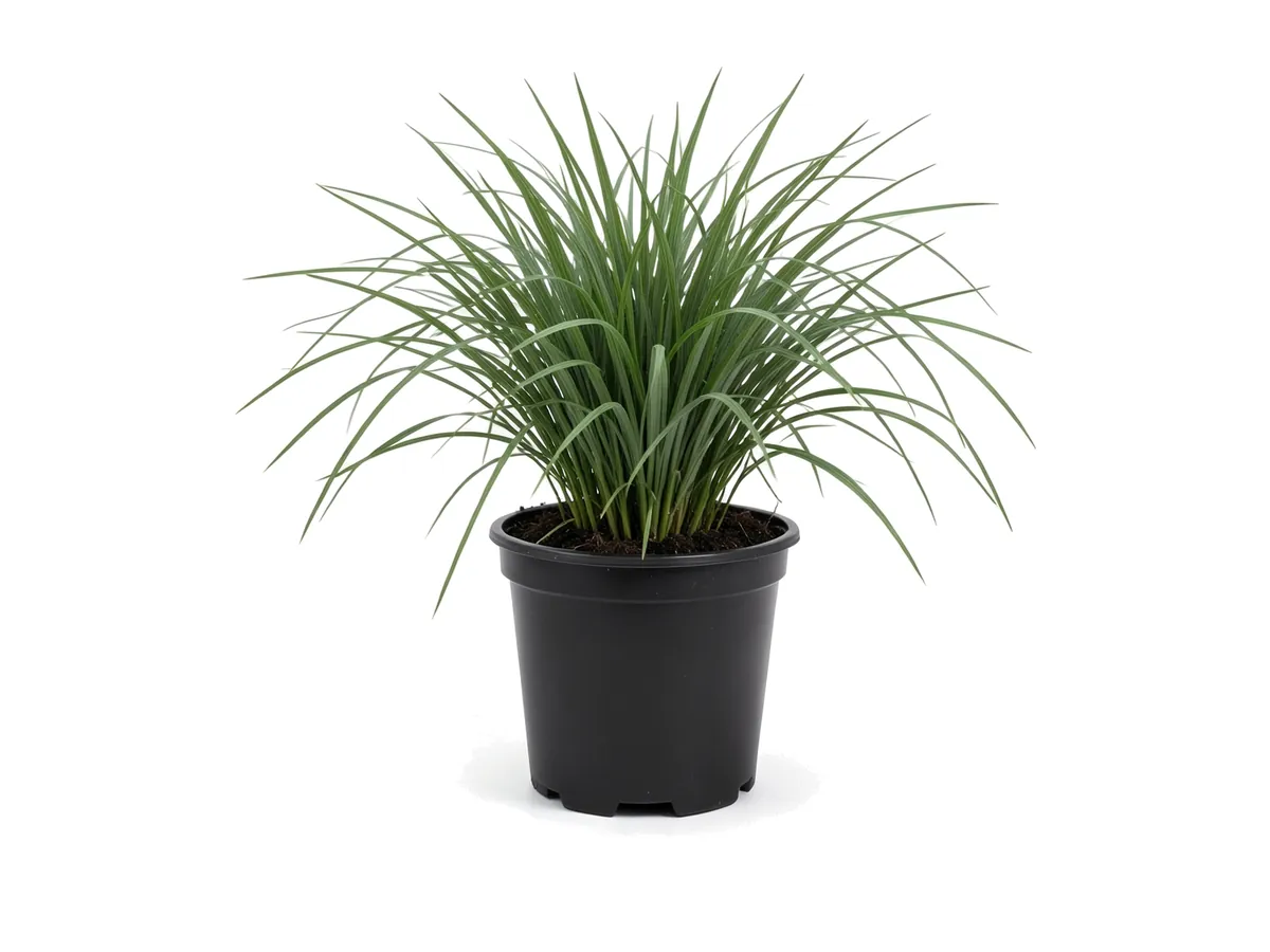 Dwarf Fakahatchee Grass