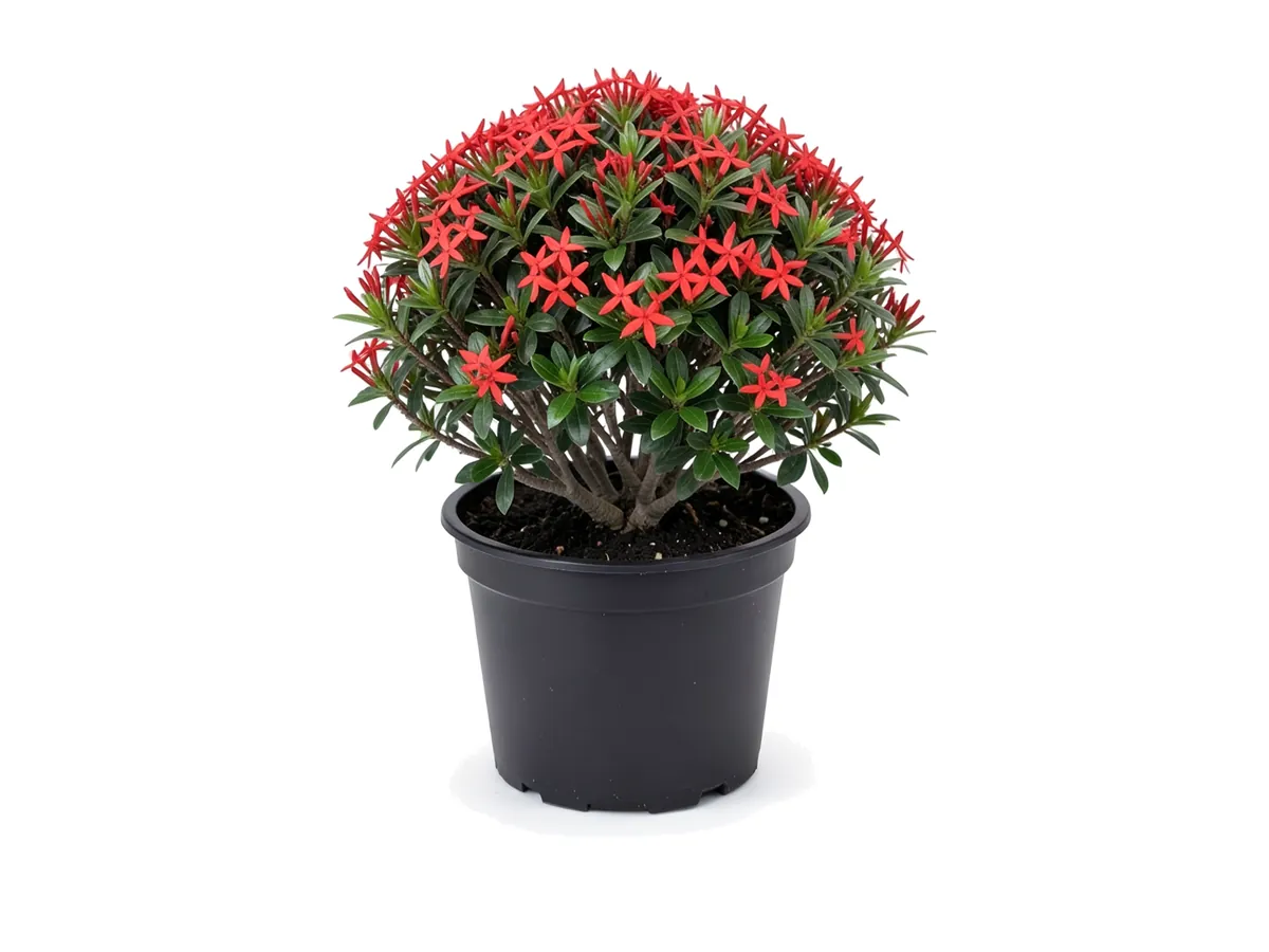 Dwarf Ixora Red