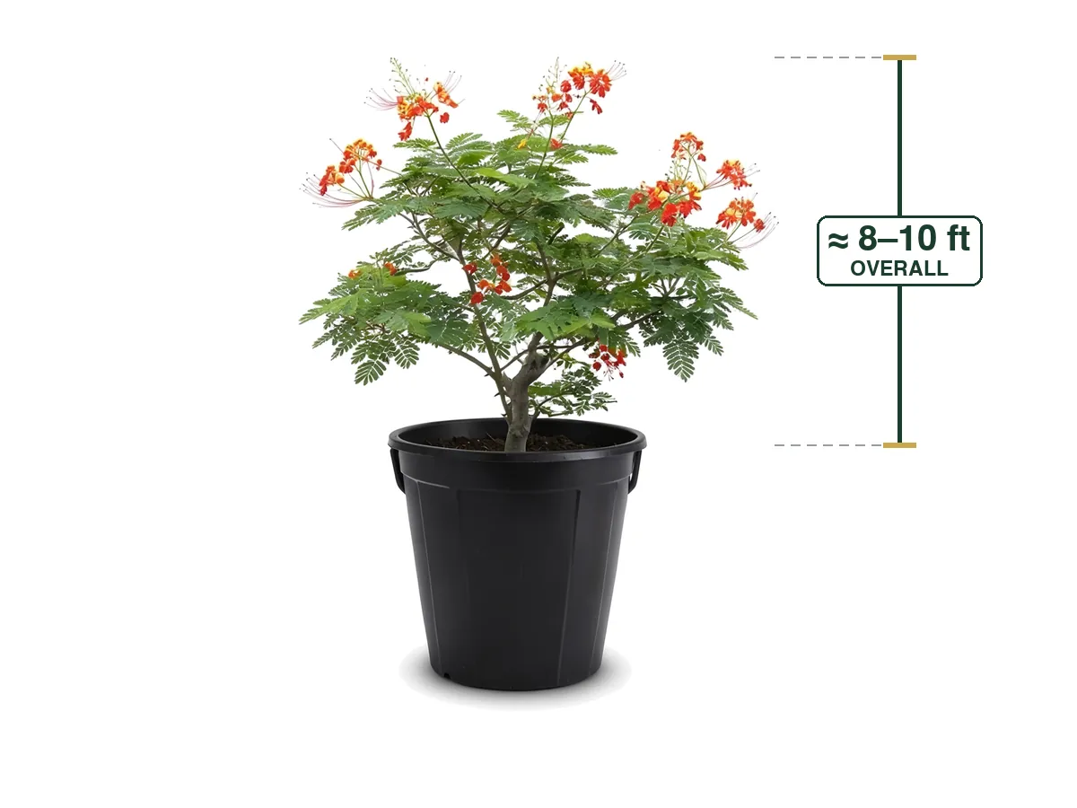 Dwarf Royal Poinciana