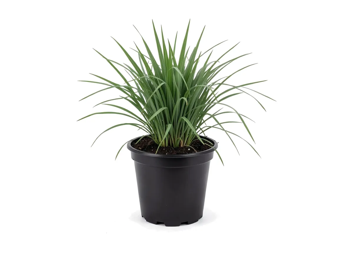 Fakahatchee Grass