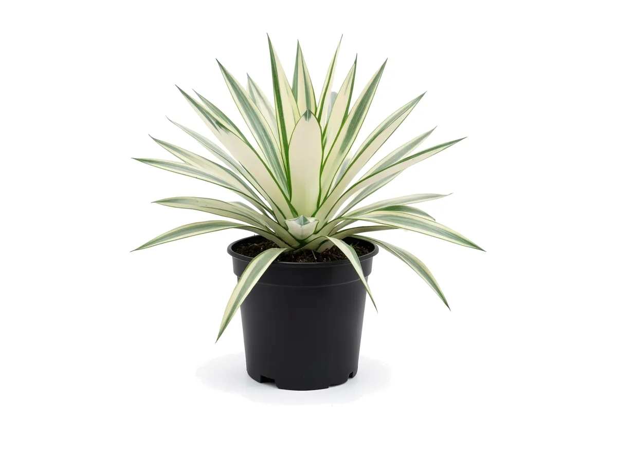 False Agave Variegated