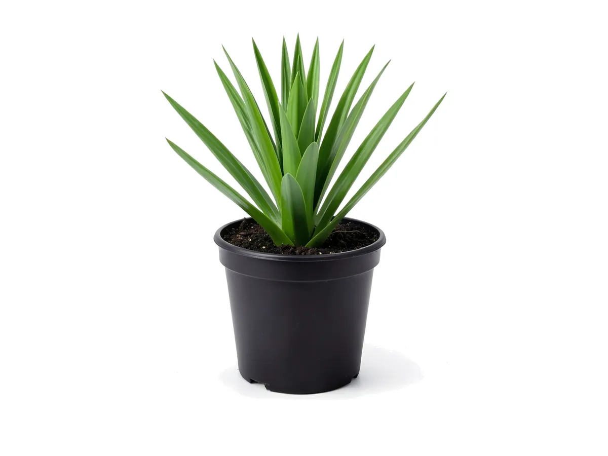 False Agave