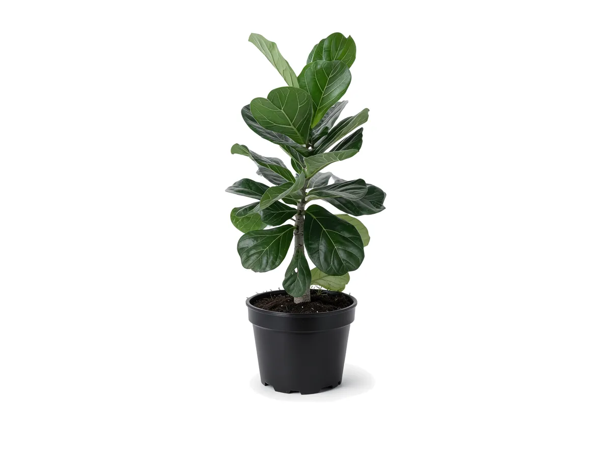 Ficus Lyrata (Fiddle Leaf Fig)