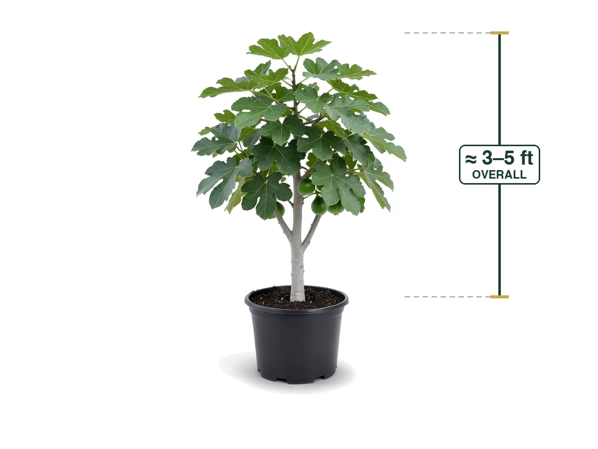 Fig Tree