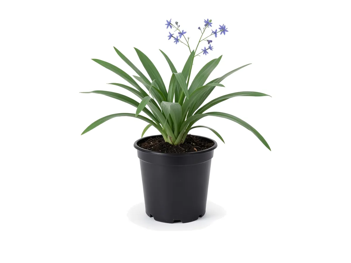 Flax Lily